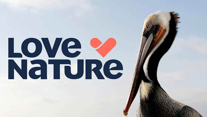 love